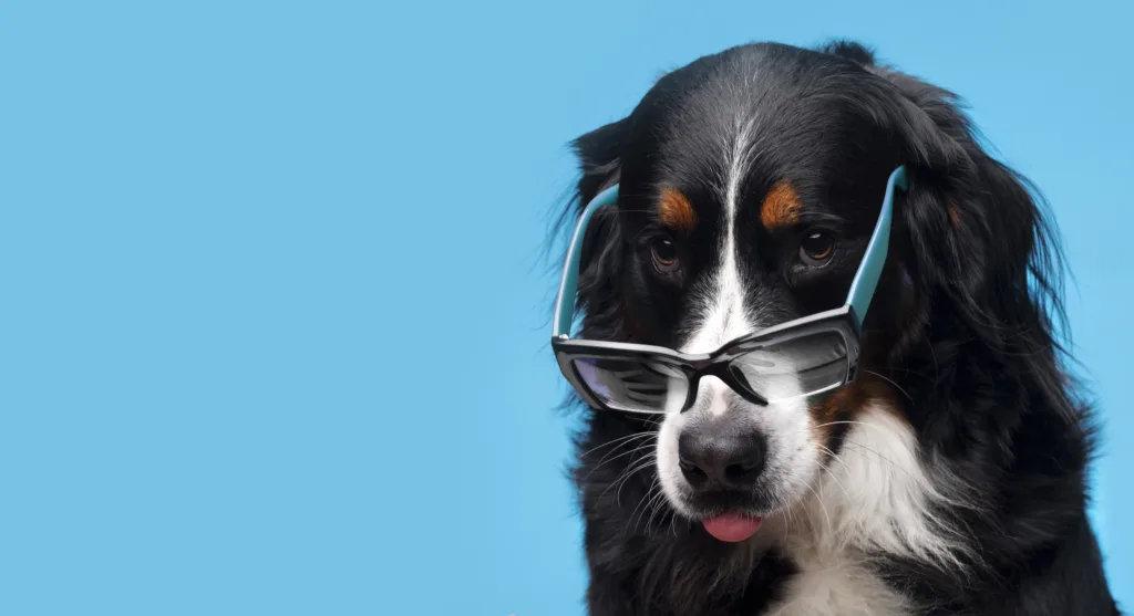 A Bernese Mountain Dog wearing glasses giving you a judgmental look